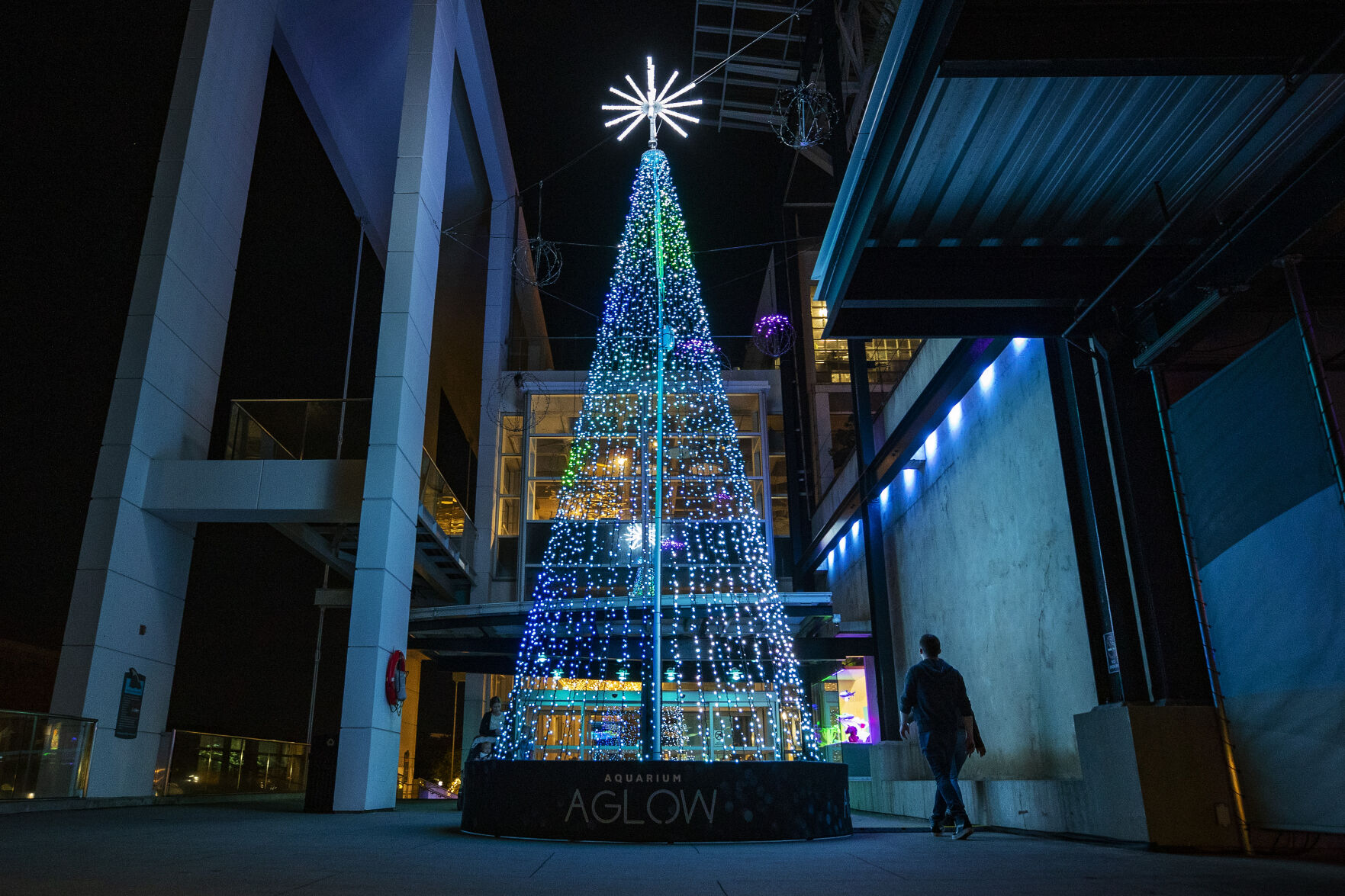 christmas tree.jpg